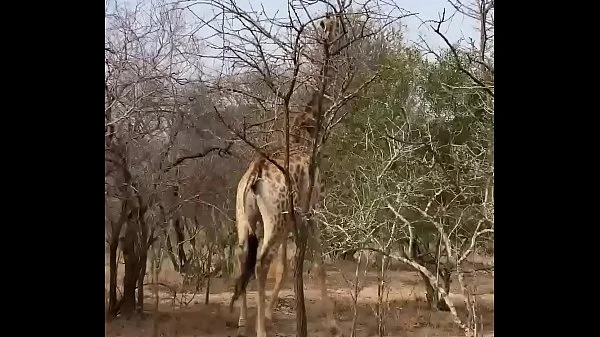 Risky outdoor sex with French teen Angel Emily - MySexMobile videos