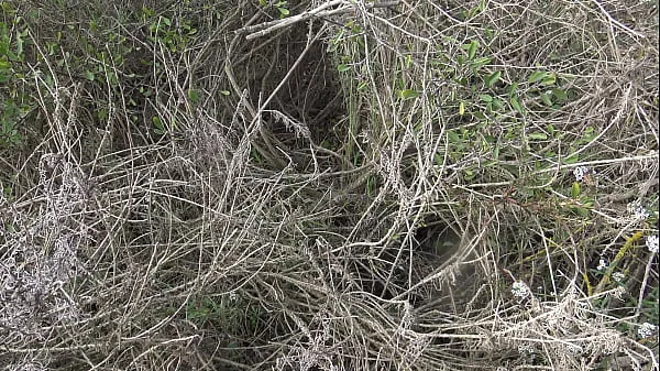 French Cuckold Stepmom Lets Him See How She Pisses From Her Hairy Pussy videos