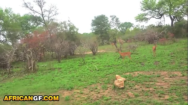 Ebony girlfriend sucking my big ivory cock at safari camper van videos