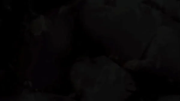 Vintage Taboo, Pussy & Pooch videos