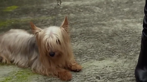 Zelma Cherem Sexy Clip (Cecilia seduces Pancho! | Innocent deception | La Rosa de Guadalupe) videos