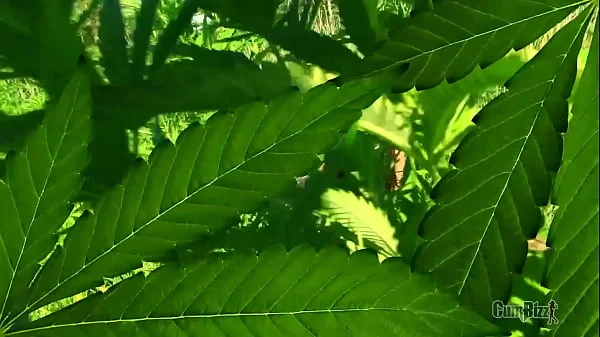 CANNABITCH 2 videos