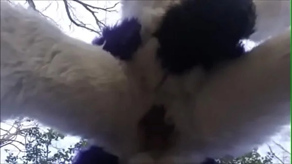 Fursuit Couple Mating in Woods videos