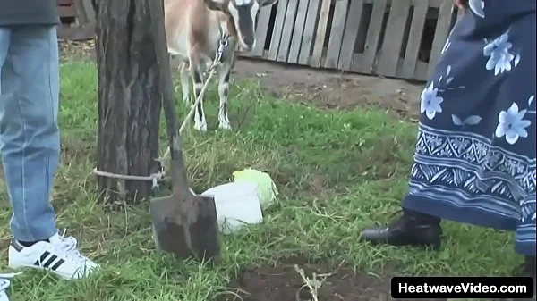 Pervert granny gets banged by a much y. man right in the middle of the backyard videos