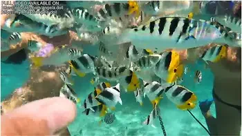 Angela Doll - French Vlog Luxury Slut Gets Fucked While Traveling Bora Bora French Polynesia videos