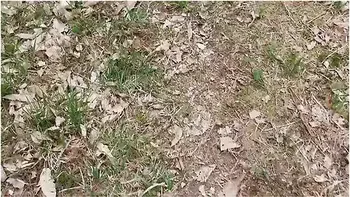 I Ask A Stranger To Fuck My Ass In The Forest ! - Les Pounes videos