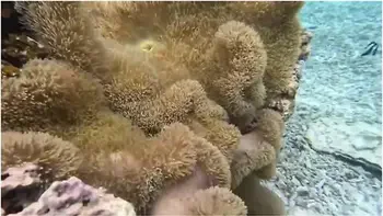 Okinawasexy Lingeriesubjective Adult Video Of Creampie Normal Positionjapanese Amateur Hentai videos