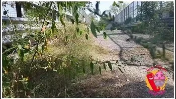 He Falls Off His Bike To Look At Ladymuffin videos