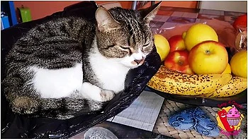 Lady Muffin - Sex With Cat In Front Of The Window videos