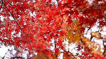 Japanese Fiancee Has A Torrid Sexual Affair With Her Boss Before Her Wedding Miu Shiramine Uncensored videos