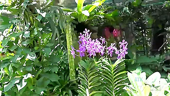 Moka Mora - Mokas Eyes Lit Up When The Birds Came To Her videos