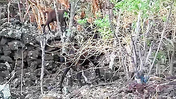 Cece Capella - Your Boner Almost Tears Through The Jeep Top When The Tits Come Out videos