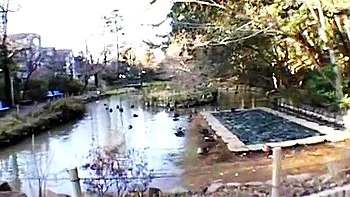 Crazy Japanese chick Haru Sakuraba in Exotic Solo Girl JAV video videos