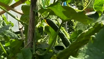 NPL384-DFTXIDLVBN694782219 videos