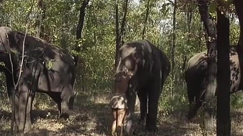 Selen - Queen Of The Elephants 1 (1) videos