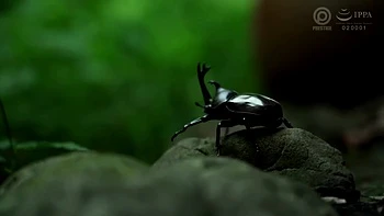 0012353_キス フェラチオ 接吻などが含まれている videos