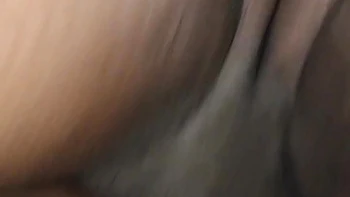 Doge Style Big Cock videos