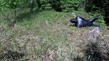 Outdoor hogtie in hot summer day. videos