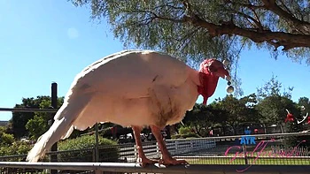 Dez Hansen behind the scenes trip to the farm and blowjob in the car POV: Porn videos