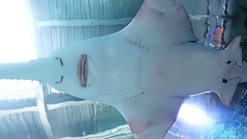 0010734_フェラチオ デカパイ GALなどが含まれている videos