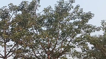 Девушка-индианка с темными волосами трахается по-любительски videos